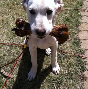 Meet your Posher, Max debbie